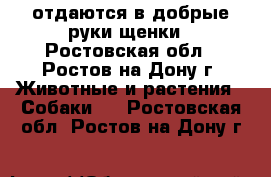 отдаются в добрые руки щенки - Ростовская обл., Ростов-на-Дону г. Животные и растения » Собаки   . Ростовская обл.,Ростов-на-Дону г.